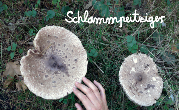 Albumstream: Schlammpeitziger – „What’s Fruit?“