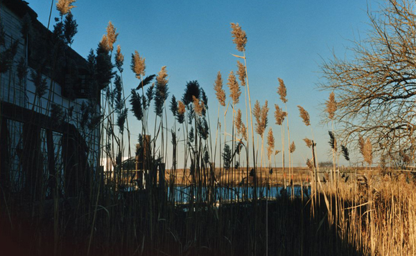 Cover des Albums Ma Fleur von The Cinematic Orchestra