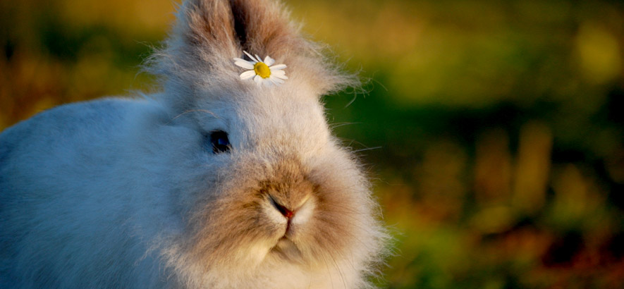 Foto eines flauschigen Kaninchens mit Blume zwischen den Löffeln