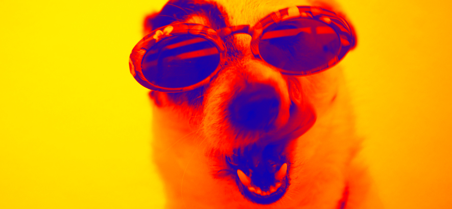 Foto eines Hundes, der eine Sonnenbrille trägt.