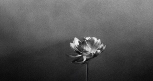 Ausschnitt aus dem Album "Lotus" von Little Simz