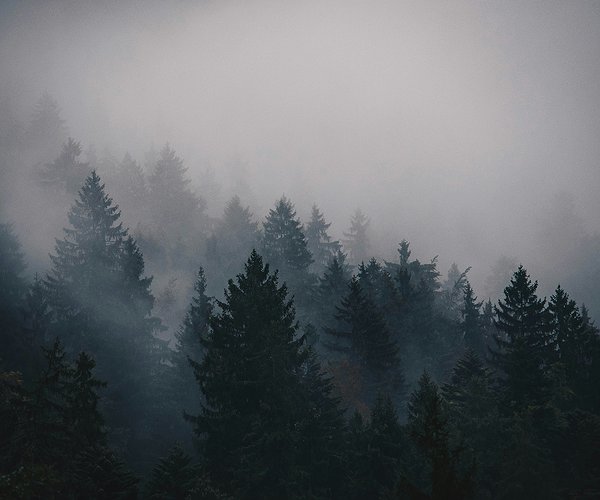 Der Freie Fall - Wald