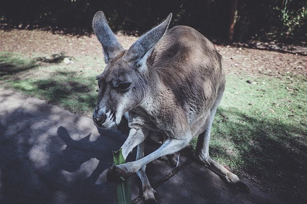 Mixtape der Hörer*innen - Australien