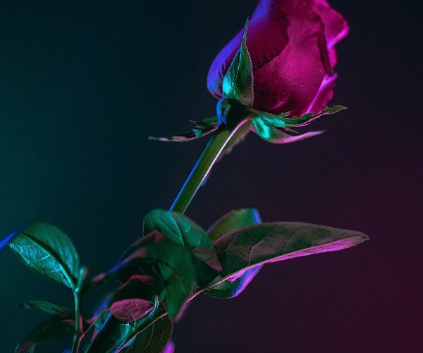 Mixtape der Hörer*innen - Rose