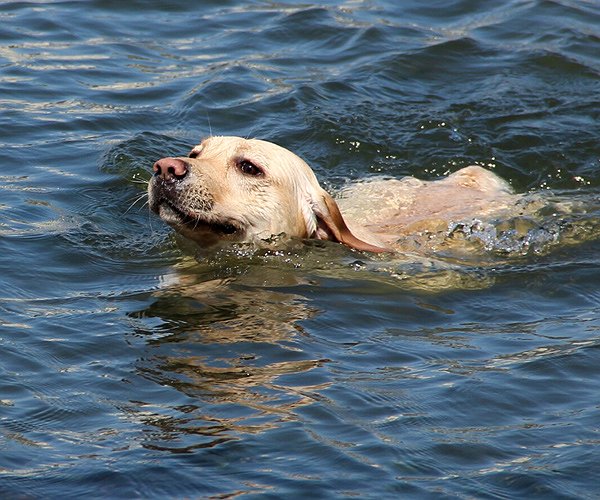 Mixtape der Hörer*innen - Wasser bis zum Hals